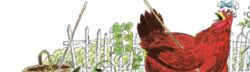 the little red hen